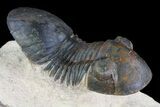 Paralejurus Trilobite Fossil - Foum Zguid, Morocco #74709-1